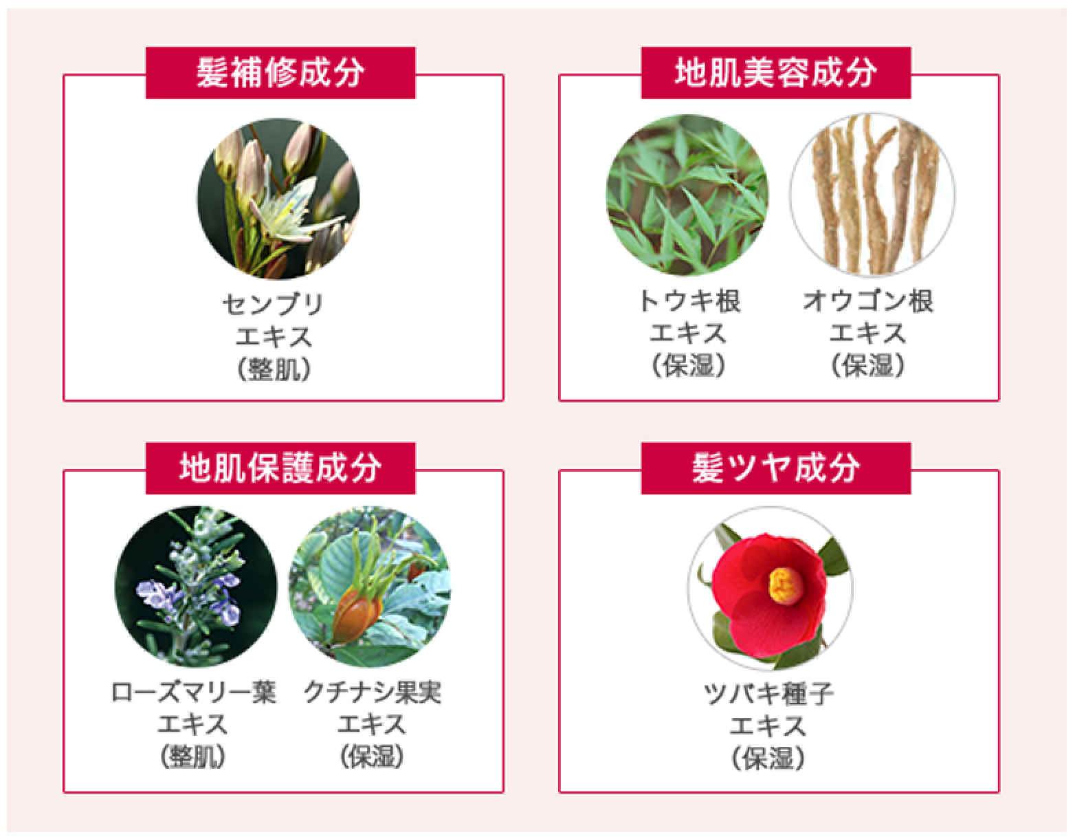 八丈島の肥沃な土壌で3年かけて育てられる明日葉の“根っこ”