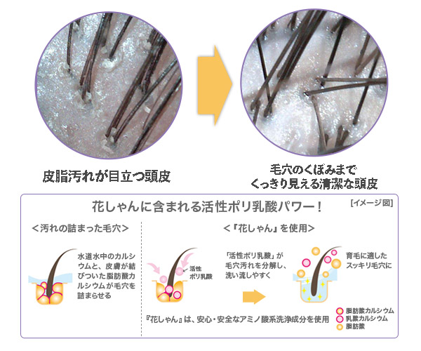 明日葉の2大成分「カルコン」・「カリウム」