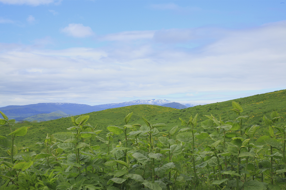 北海道の天然野草「オオイタドリ（大痛取）」を配合