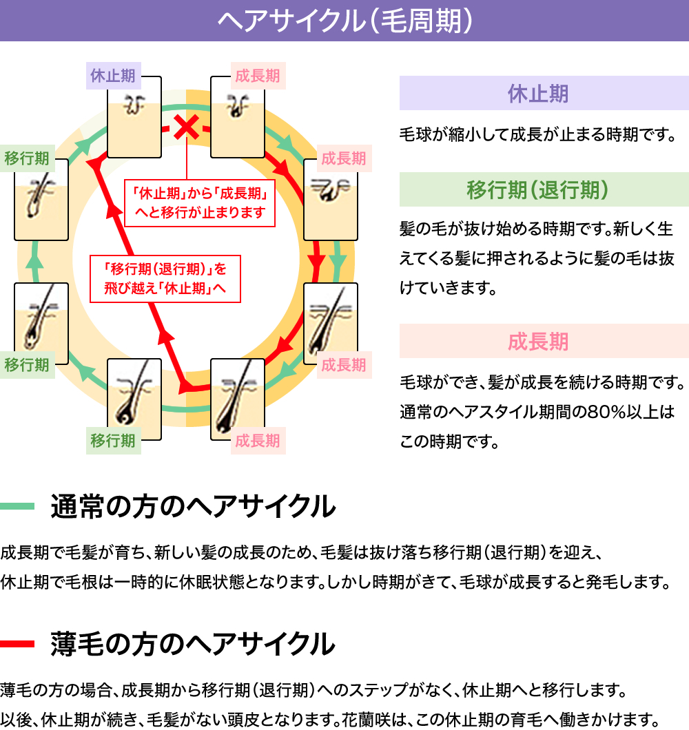 八丈島の肥沃な土壌で3年かけて育てられる明日葉の“根っこ”