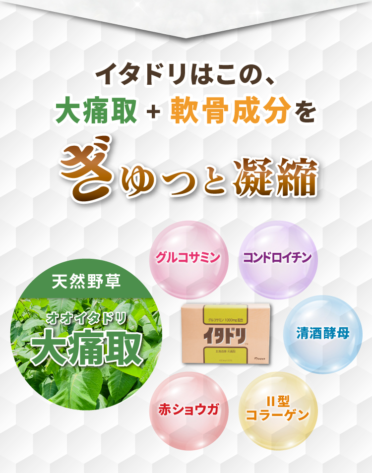 イタドリはこの、オオイタドリ+軟骨成分の2軸の働き グルコサミン コンドロイチン Ⅱ型コラーゲン 赤ショウガ 清酒酵母