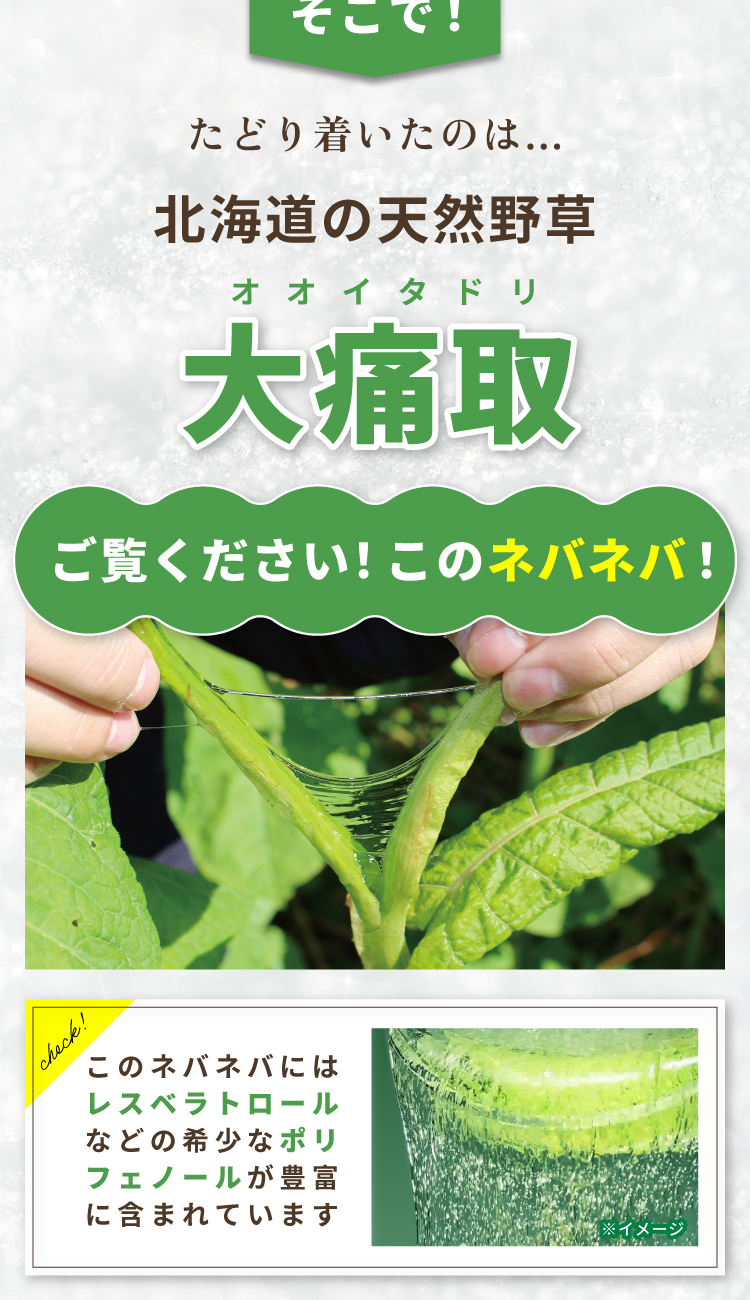 そこでたどり着いたのは 北海層の天然野草 大痛取 オオイタドリ このネバネバにはレスベラトロールなどの希少なポリフェノールが豊富に含まれています