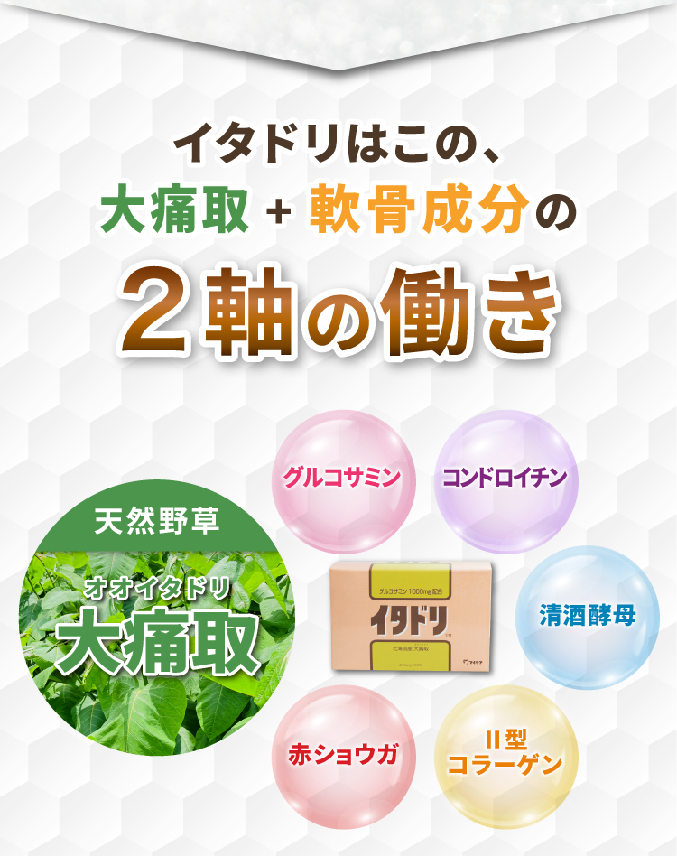 イタドリはこの、オオイタドリ+軟骨成分の2軸の働き グルコサミン コンドロイチン Ⅱ型コラーゲン 赤ショウガ 清酒酵母
