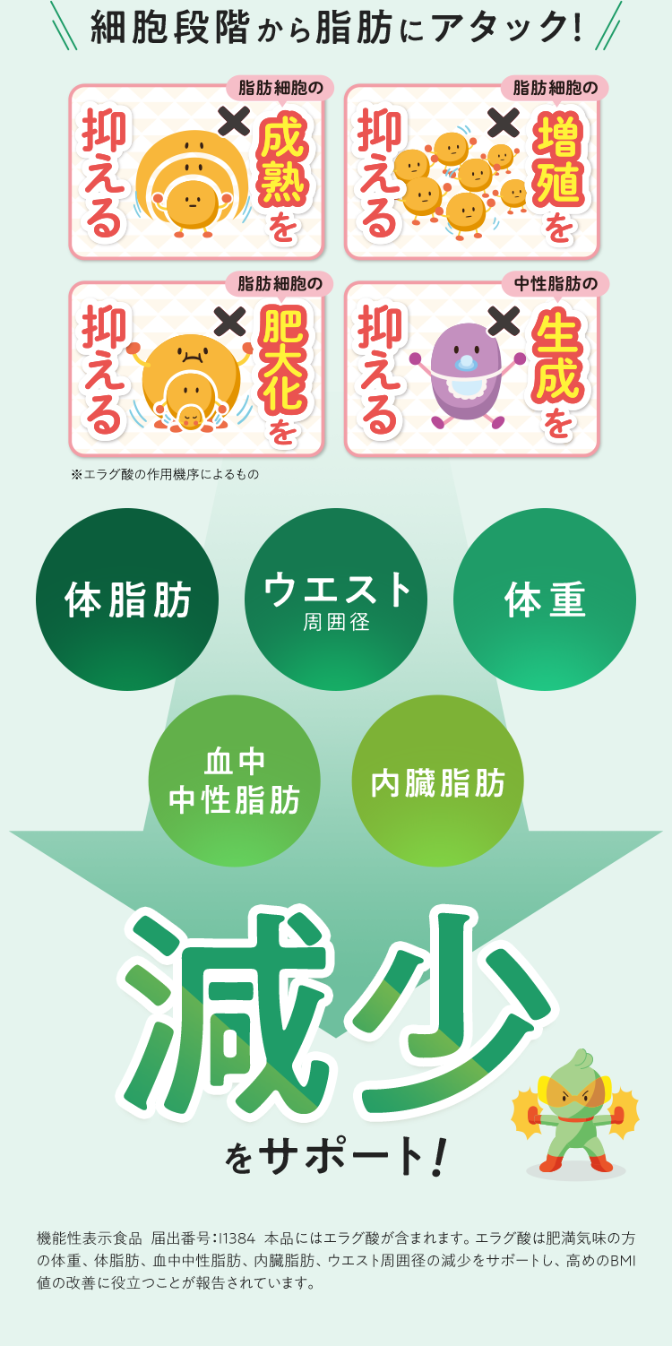 細胞段階から脂肪にアタック！