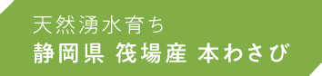 天然湧水育ち 静岡県 筏場産 本わさび