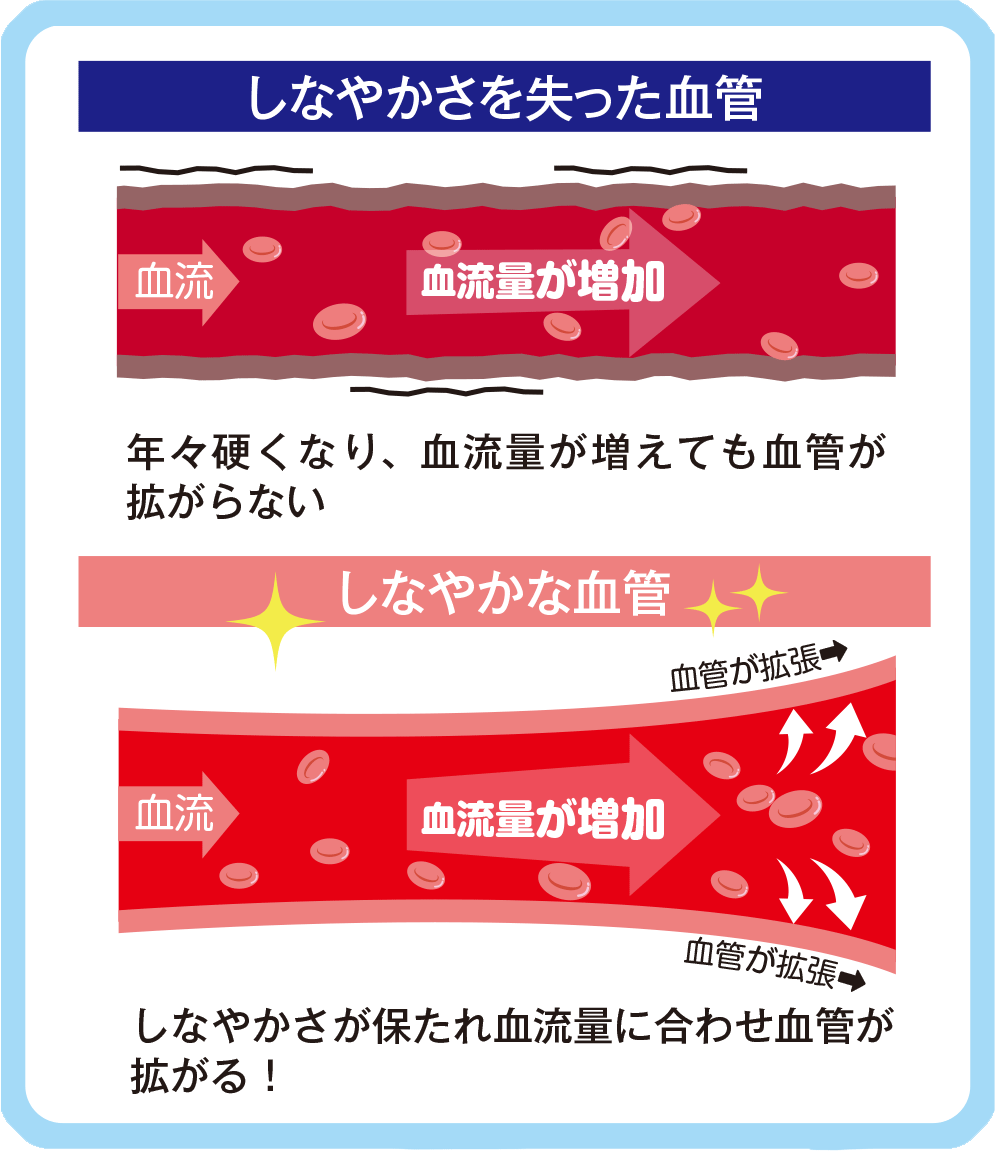 加齢により低下する血管のしなやかさを維持