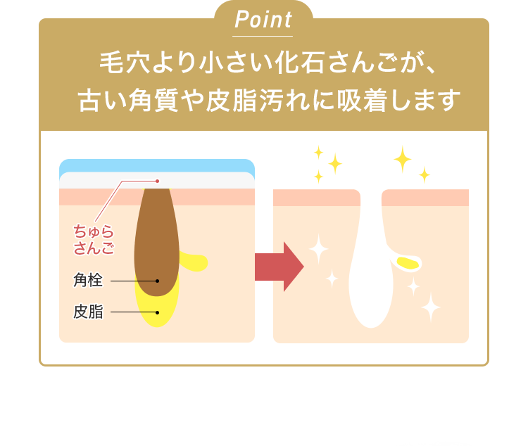 Point毛穴より小さい化石さんごが、古い角質や皮脂汚れに吸着します